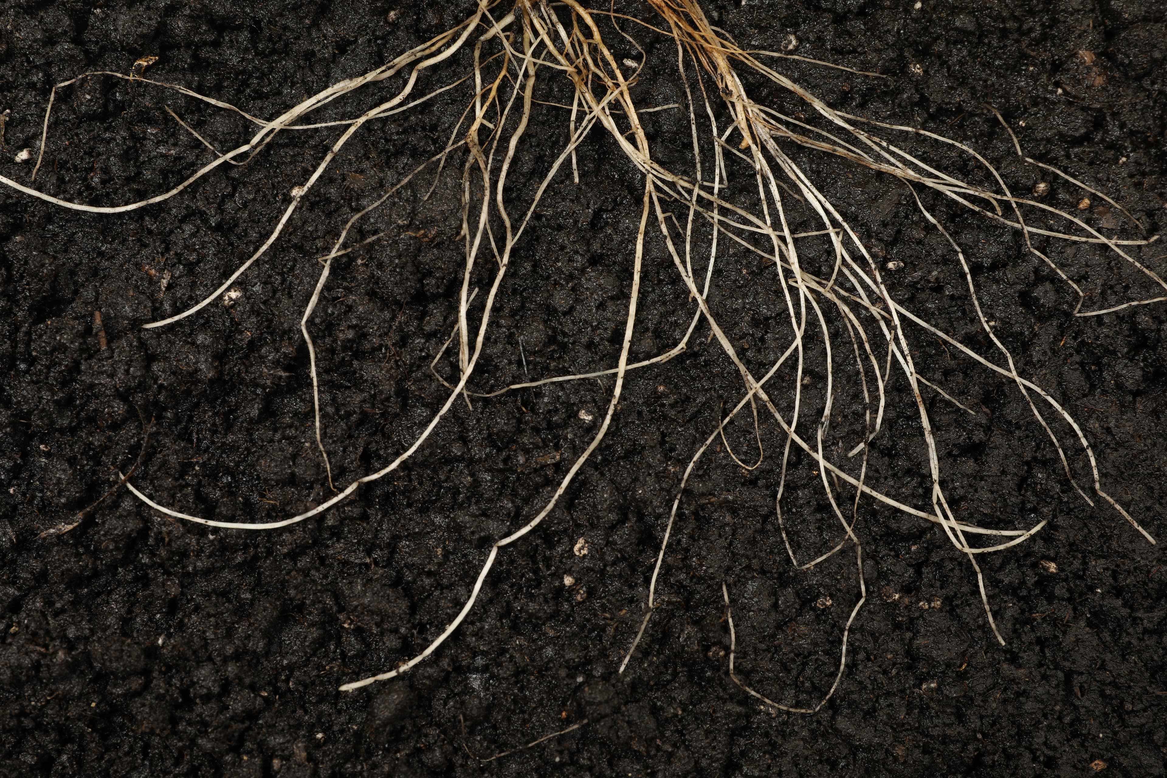 Experiential Therapy